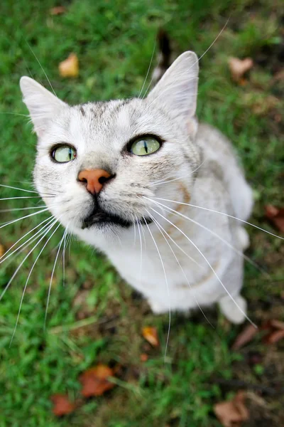 Graue Katze blickt nach oben — Stockfoto