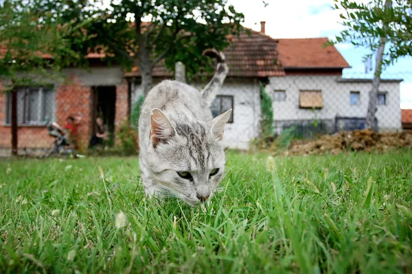 Gato cinzento esgueirando na grama — Fotografia de Stock