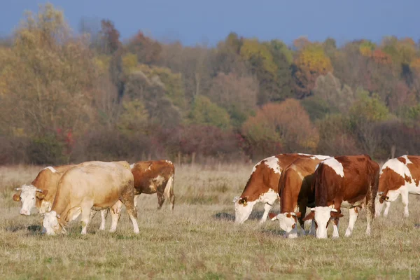 Small flock of cows on meadow — Stock Photo, Image