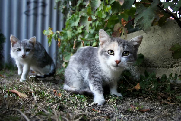 Dois gatinhos cinzentos e brancos — Fotografia de Stock