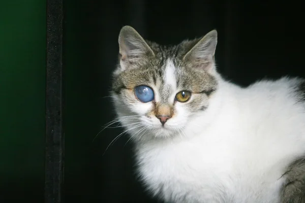 Gato branco e cinza com olho deformado — Fotografia de Stock