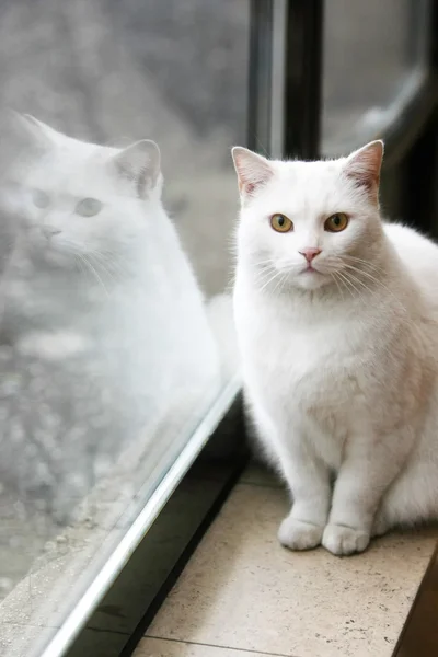 Portrait de chat blanc — Photo