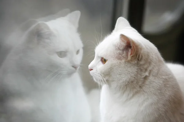 Λευκή γάτα κατοπτρική ανάκλαση Φωτογραφία Αρχείου