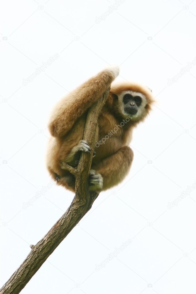 Gibbon on tree brach