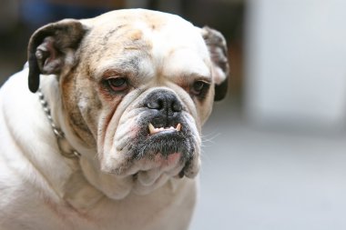 Eski bulldog yakın çekim
