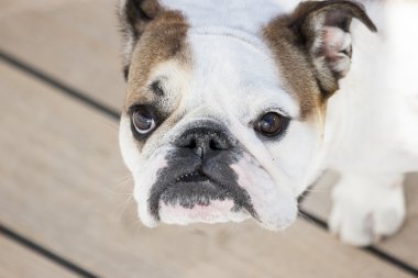 İngilizce bulldog kameraya bakıyor