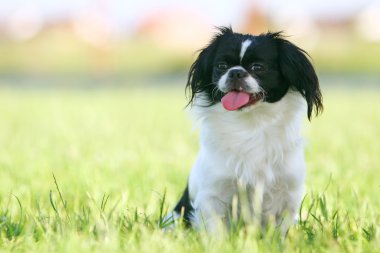 Siyah ve beyaz pekingese
