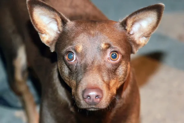 Brown dog close-up — Stockfoto