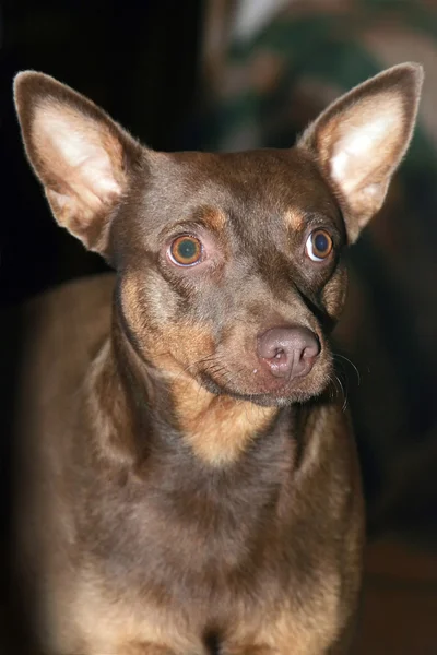 Bruine hond portret — Stockfoto