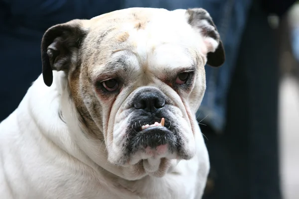 Close up de bulldog com caninos — Fotografia de Stock