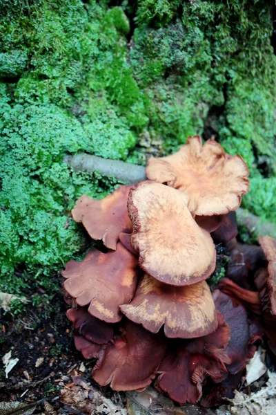 Close up van Collybia fusipes wilde paddestoelen — Stockfoto