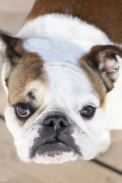 Close up van Engels bulldog — Stockfoto