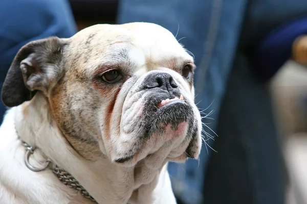 Primo piano del vecchio bulldog con i canini — Foto Stock