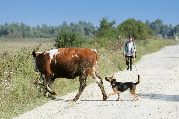 Cow and dog crossing road — Stock Photo, Image