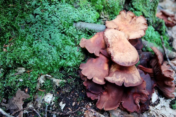 Pieniążek fusipes dzikie mushroom — Zdjęcie stockowe
