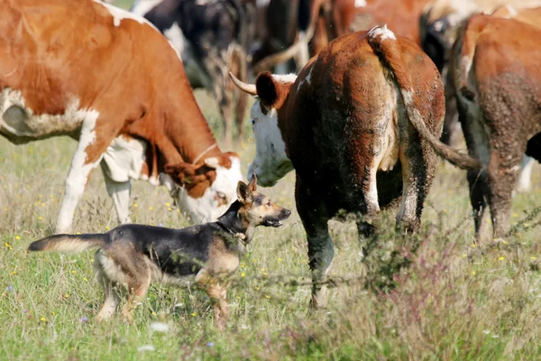 Dog in cow flock — Stock Photo, Image