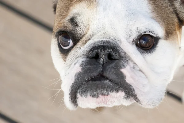 Engelsk bulldog nærbillede - Stock-foto