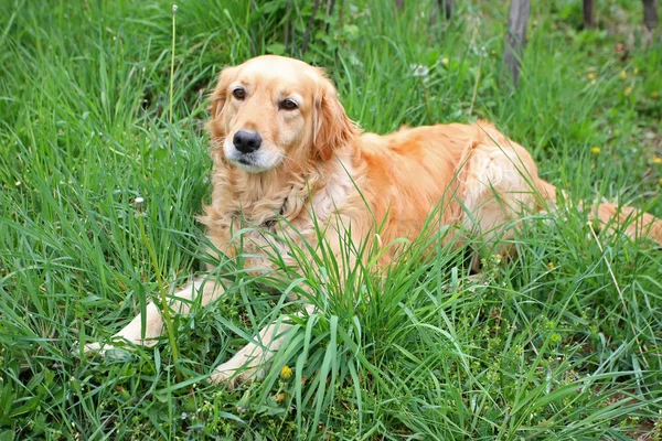 Golden retriever sdraiato in erba — Foto Stock