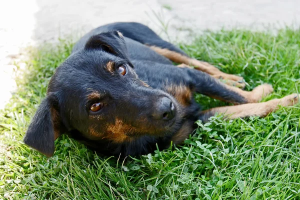 Halva rasen hund liggande i gräset — Stockfoto