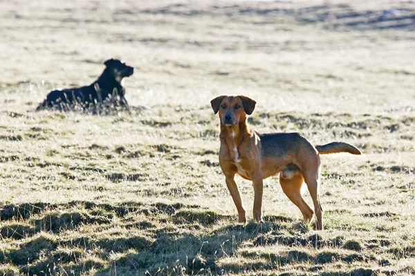 Mezza razza cani in campo — Foto Stock