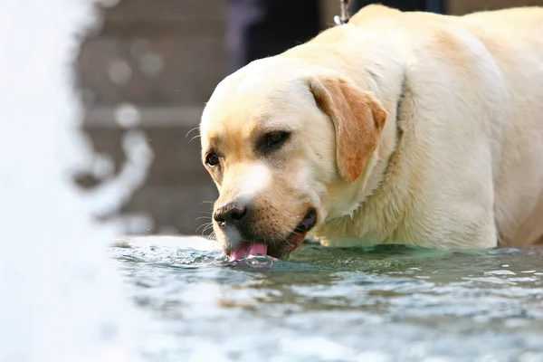 Labrador agua potable de la fuente — Foto de Stock