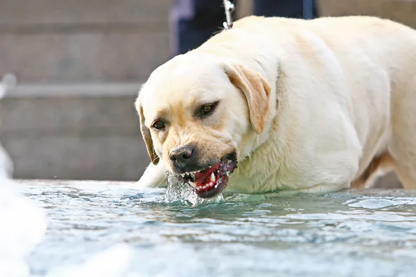 Labrador água potável — Fotografia de Stock