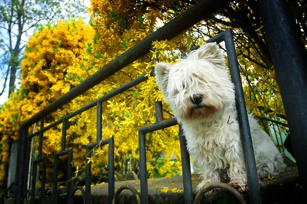 Malteze dog peeking through fence — Stock Photo, Image