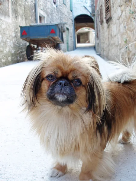 Fino köpeği ayakta sokakta — Stok fotoğraf