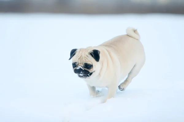 Pug in snow — Stock Photo, Image