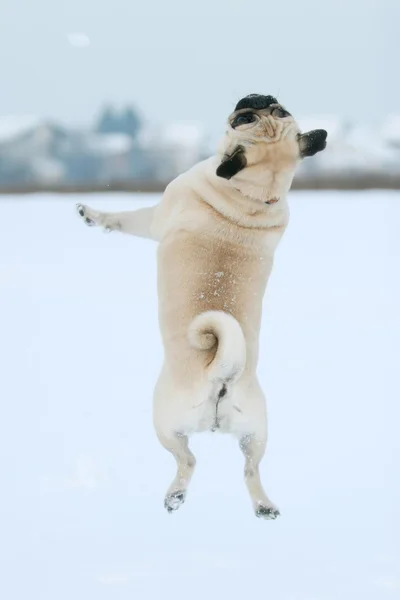Carlino che salta nella neve — Foto Stock