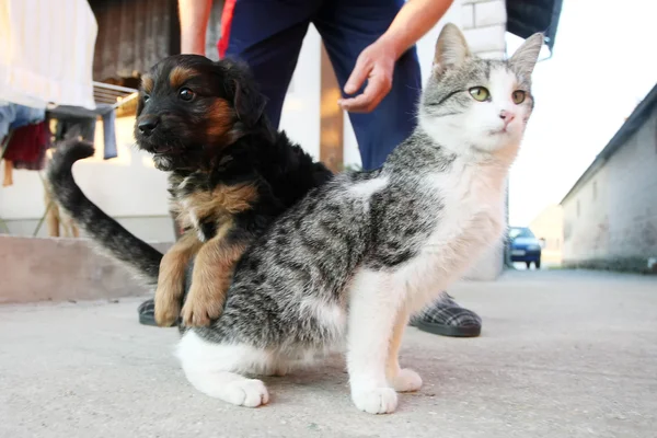 Filhote de cachorro e gatinho jogando — Fotografia de Stock