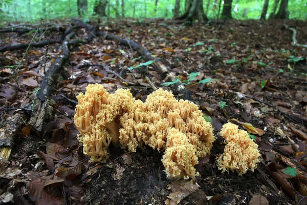 Ramaria aurea boschampignons — Stockfoto