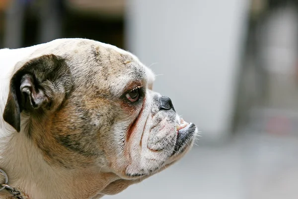 Vista laterale del bulldog — Foto Stock