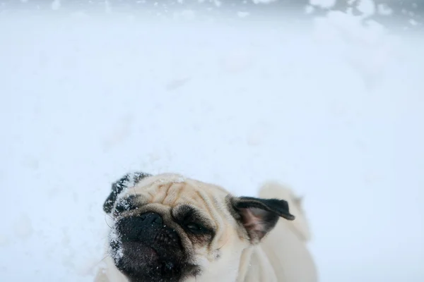 Snowflakes falling on pug — Stock Photo, Image