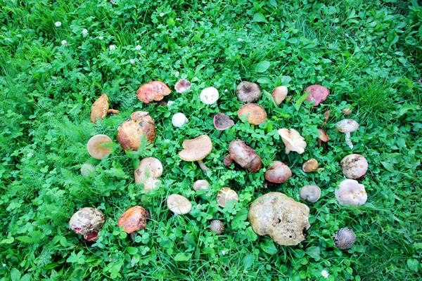 Дикие грибы на зеленой траве — стоковое фото