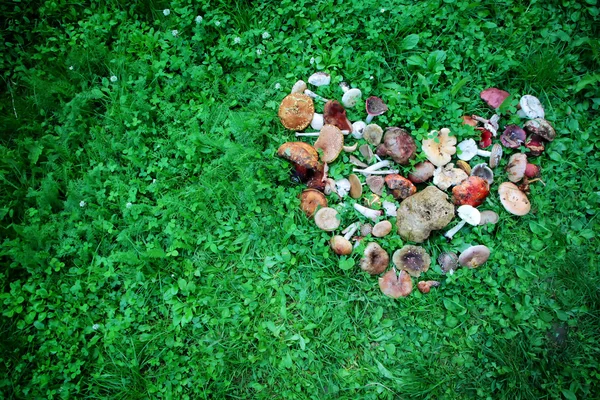 Wild mushrooms displayed in heart shape — Stock Photo, Image