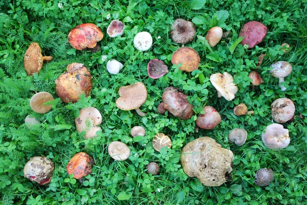 Wilde paddenstoelen — Stockfoto