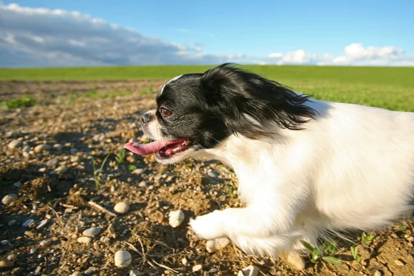 Perro pekinés blanco y negro corriendo en el prado —  Fotos de Stock