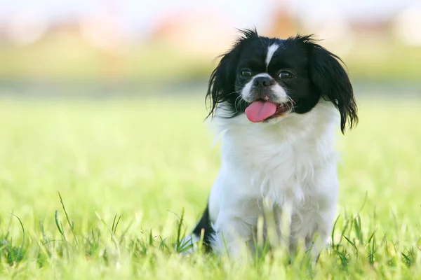 Schwarz-weißes Pekingese — Stockfoto