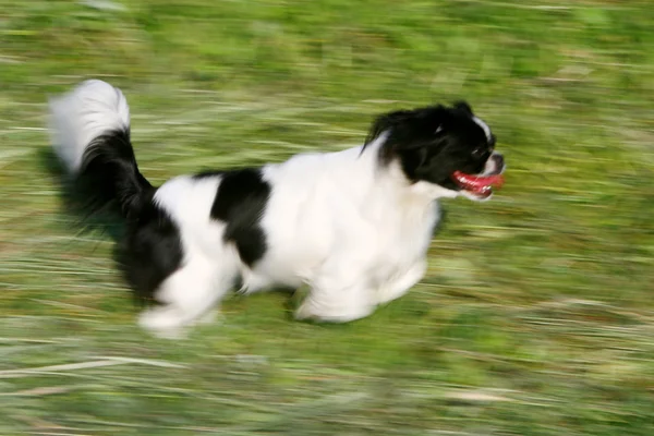 Pekinés blanco y negro corriendo —  Fotos de Stock