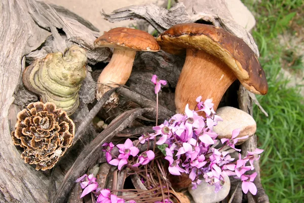 Boletus funghi selvatici nella foresta — Foto Stock