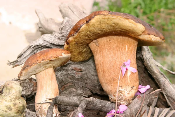 Άγρια μανιτάρια Boletus — Φωτογραφία Αρχείου