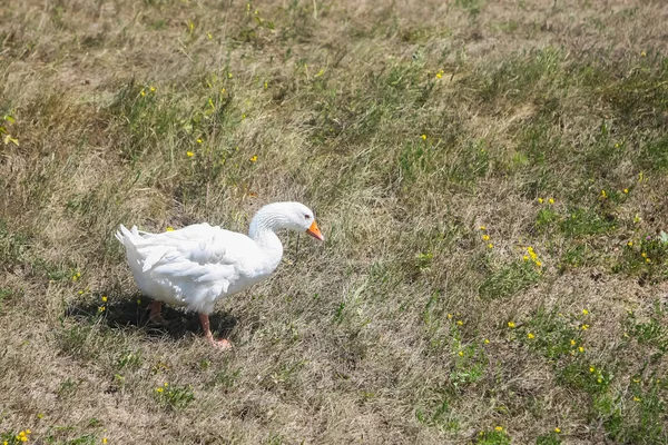 Goose on field — Stock Photo, Image