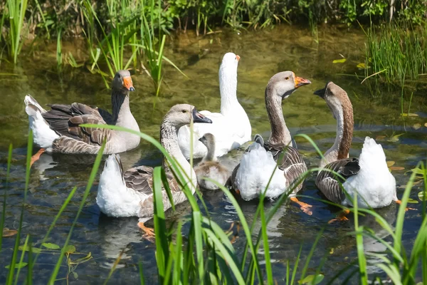 Group of geese in marshy pond — Stock Photo, Image