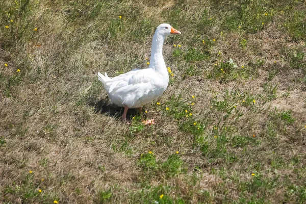 Goose on meadow — Stock Photo, Image