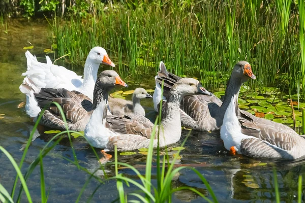 Grupo de gansos nadando no pântano — Fotografia de Stock