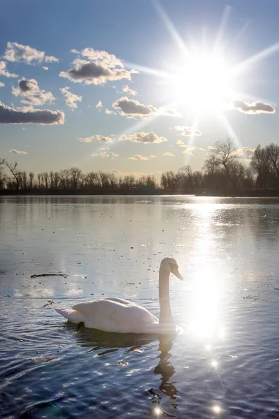 Labuť v přírodě — Stock fotografie