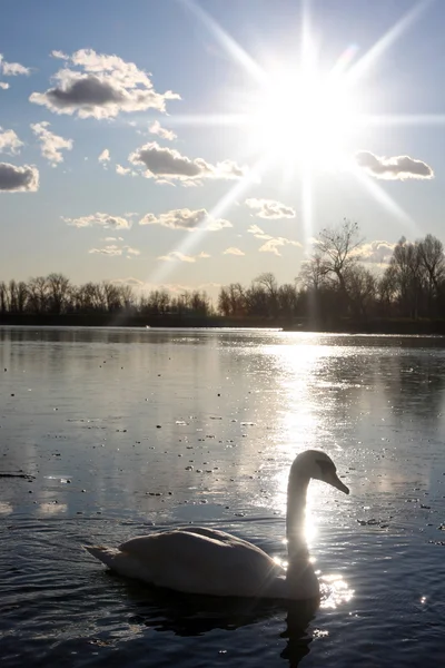 Swan, koupání v přírodě — Stock fotografie