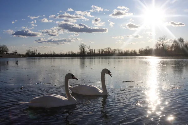 Cigni nel lago — Foto Stock