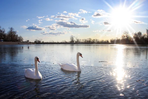 Labutě, koupání v jezeře — Stock fotografie